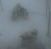 The obligatory doggies-in-the-snow picture