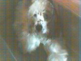 Joxer