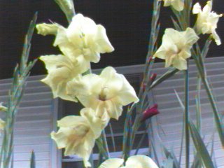 Yellow Irises