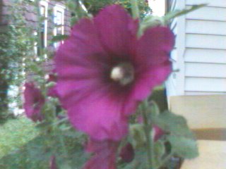 Burgandy Hollyhocks