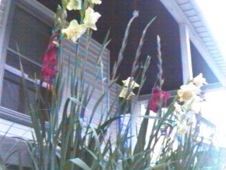 along the front porch