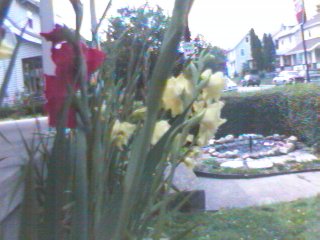 My front yard (fountain included)