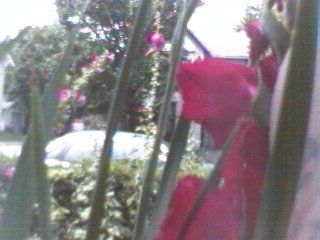 Peering through the jungle
