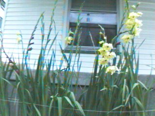 Yellow Irises