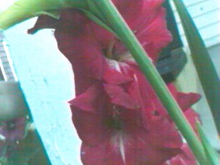 Red Irises