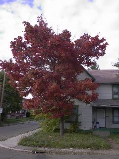 A chill in the air, and the foliage changing colors