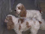 Joxer and Gabby