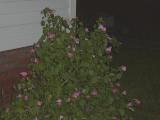 night time flowers