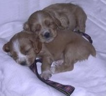 Aries and Zeus