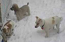 Mom in the snow