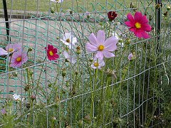 Cosmos growing in the backyard