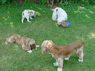 the pack at Jim's