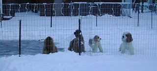 the pack in the snow